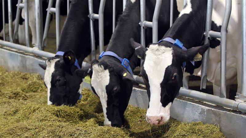 Qatar will become self-sufficient in milk production by Ramadan time, says Baladna